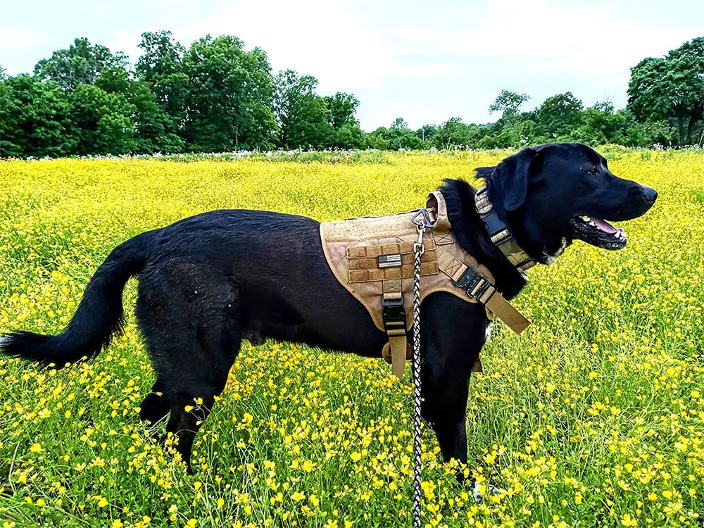 Large Military Dog Harness Leash Set